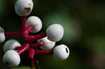 White baneberry <BR>Doll's eyes